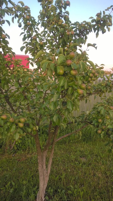 Яблоня Чижовская