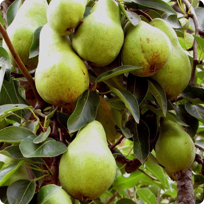 Pyrus communis Williams