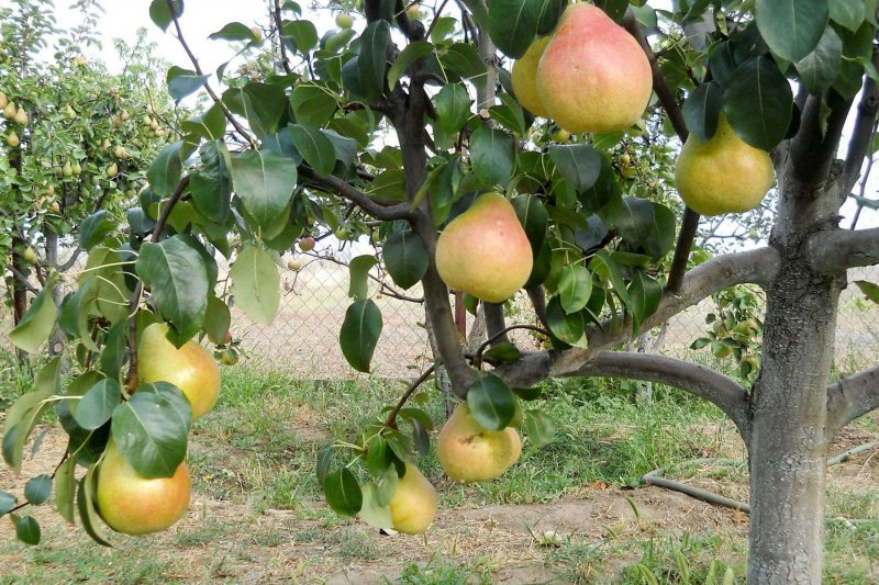 Саженцы груши Лесная красавица