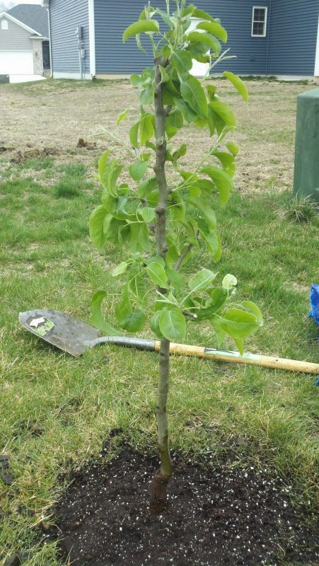 Груша Чижовская посадка