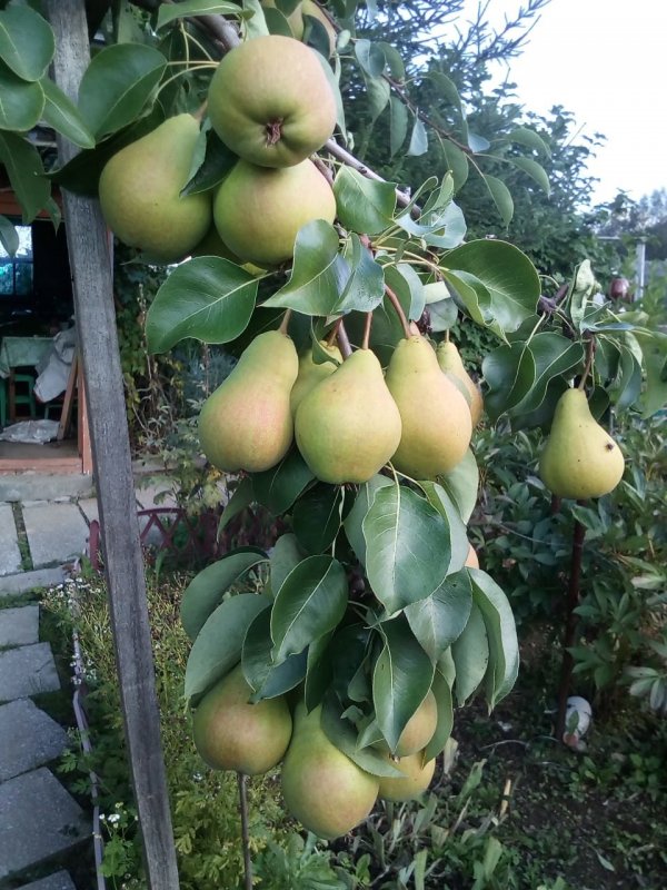 Вишневая груша