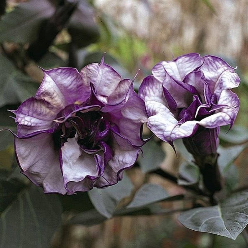 Датура Blackcurrant Swirl