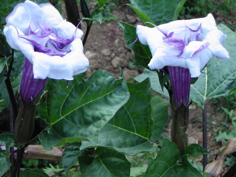 Датура Double Black Plant