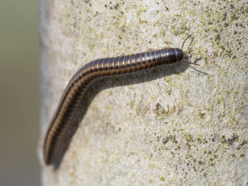 CRYPTOPS Hortensis