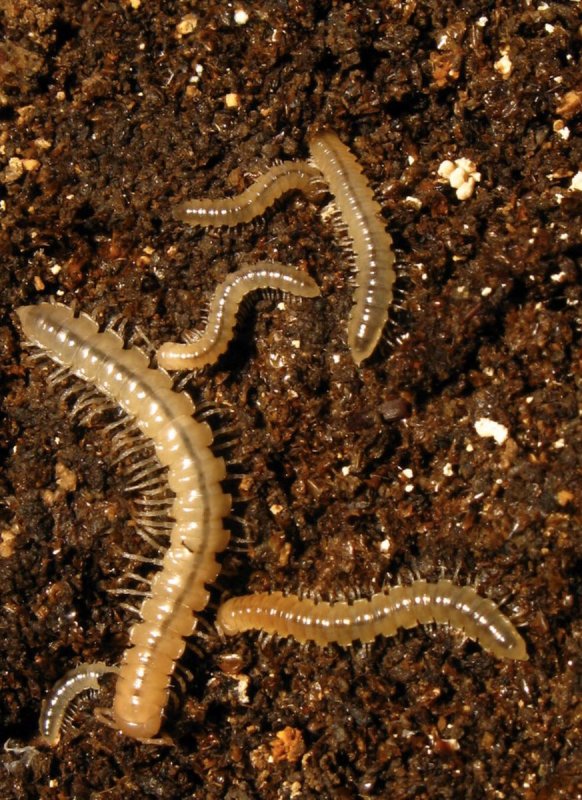 Trigoniulus corallinus