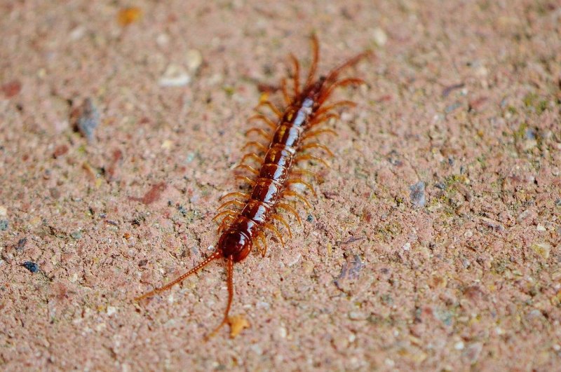 Костянка Lithobius forficatus