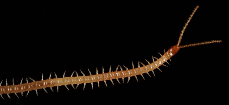 Симфилы (Symphyla)