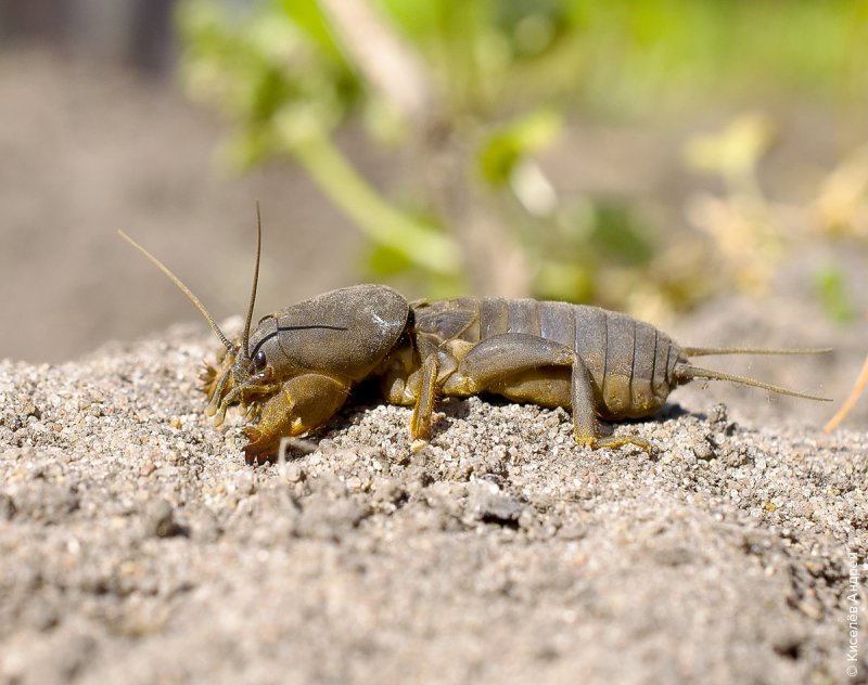 Scolopendra subspinipes