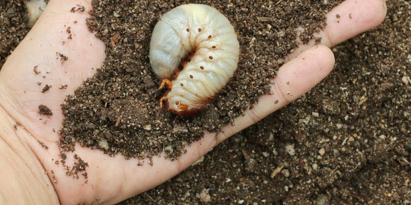Многоножка Millipede
