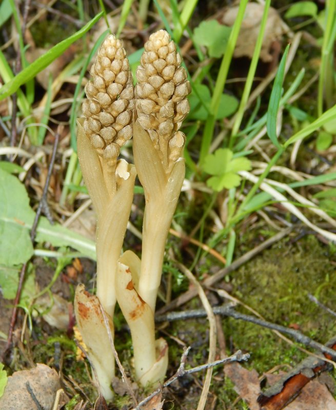 Neottia Nidus-avis