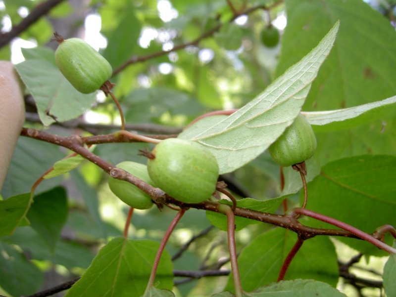 Актинидия коломикта (Actinídia kolomíkta)