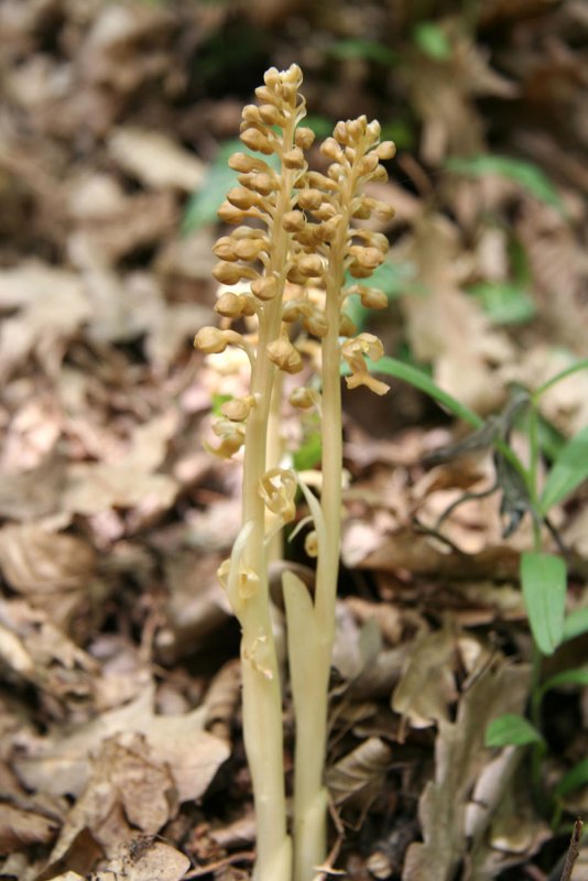 Neottia Nidus-avis