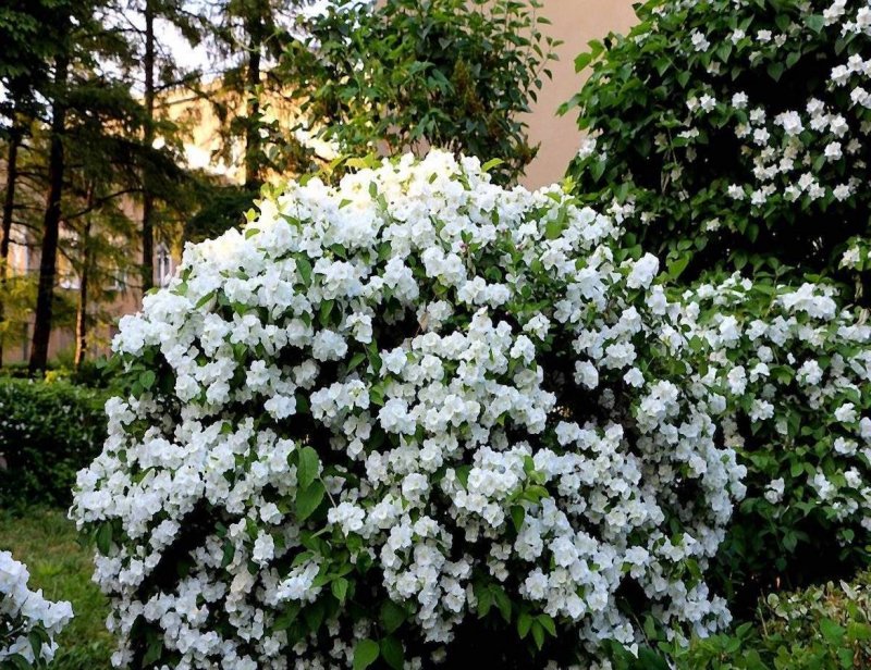 Куст жасмина
