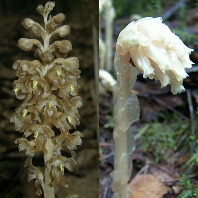 Подъельник (Monotropa)