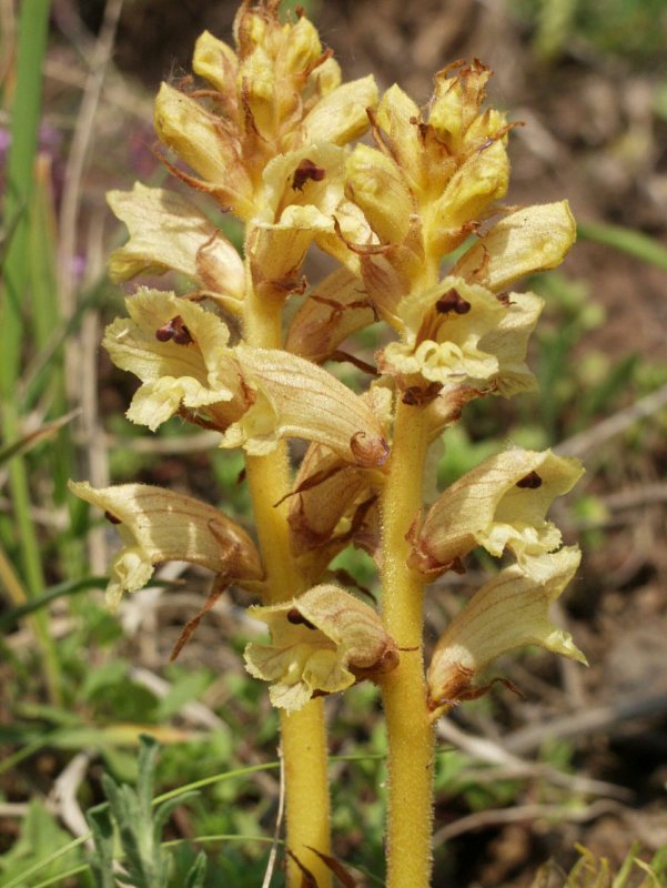 Neottia Nidus-avis