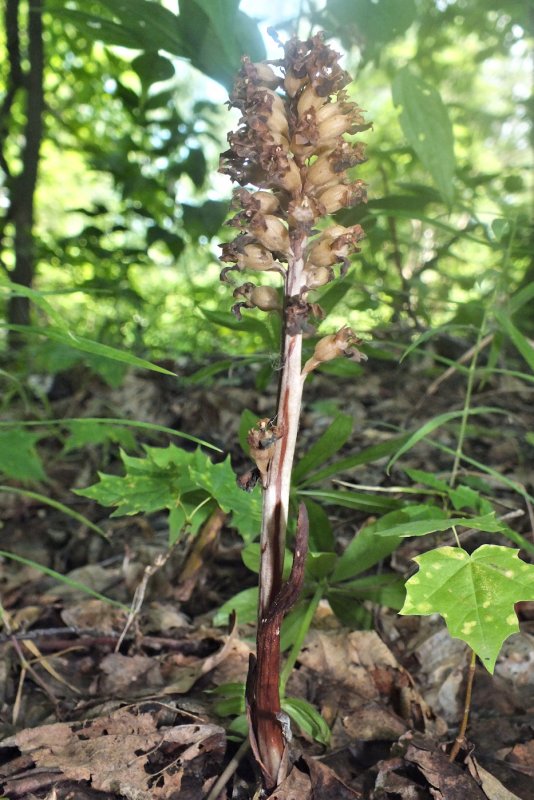 Listera ovata