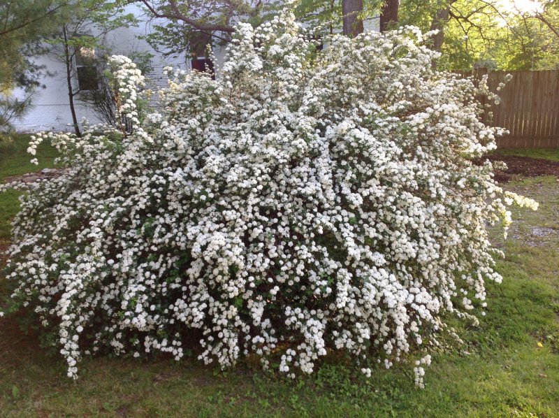 Спирея 'Bridal Wreath'