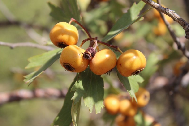 Crataegus Pontica