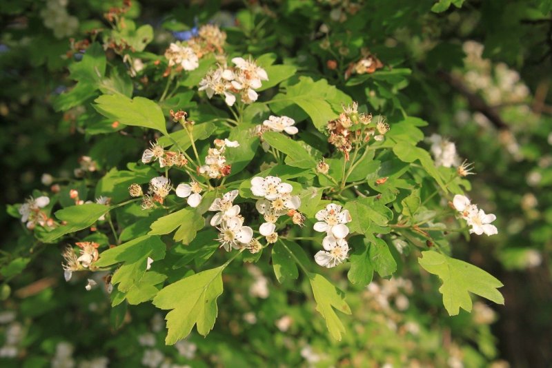 Crataegus raavadensis