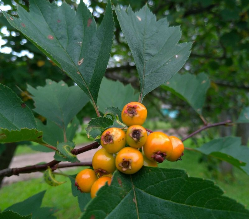 Боярышник зеленомясый (Crataegus chlorosarca)