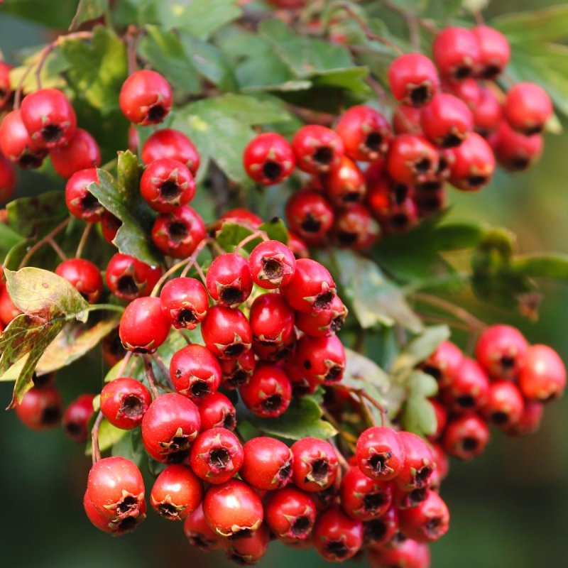 Hawthorn желтый