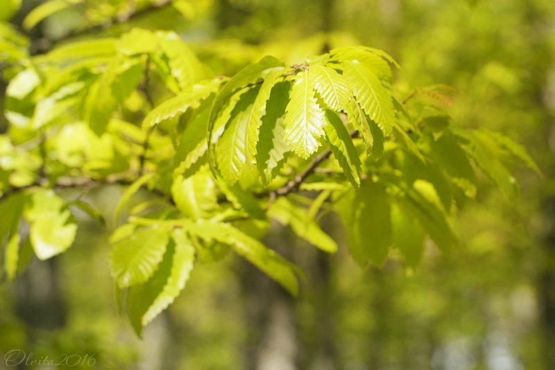 Quercus libani