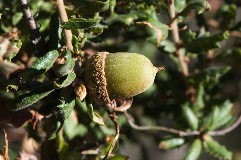 Quercus crispula Blume.