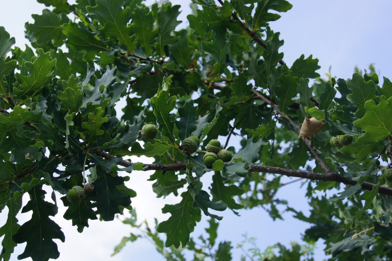 Дуб зубчатый Quercus dentata