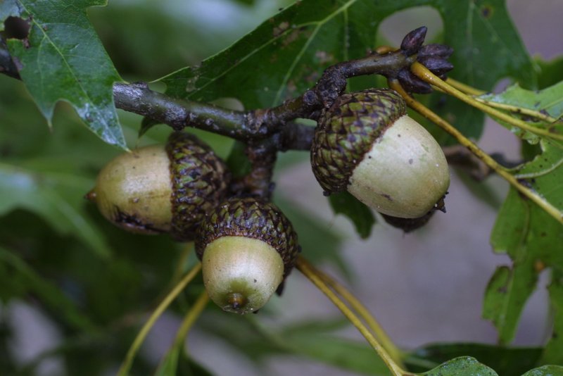 Дуб черешчатый (Quercus Robur l.)