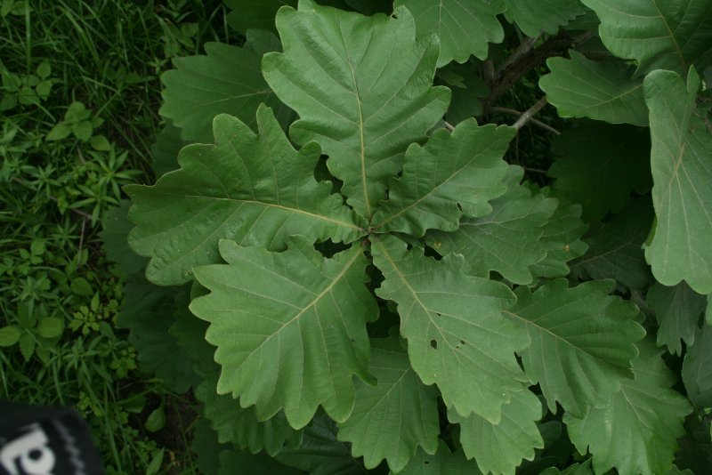 Quercus berberidifolia