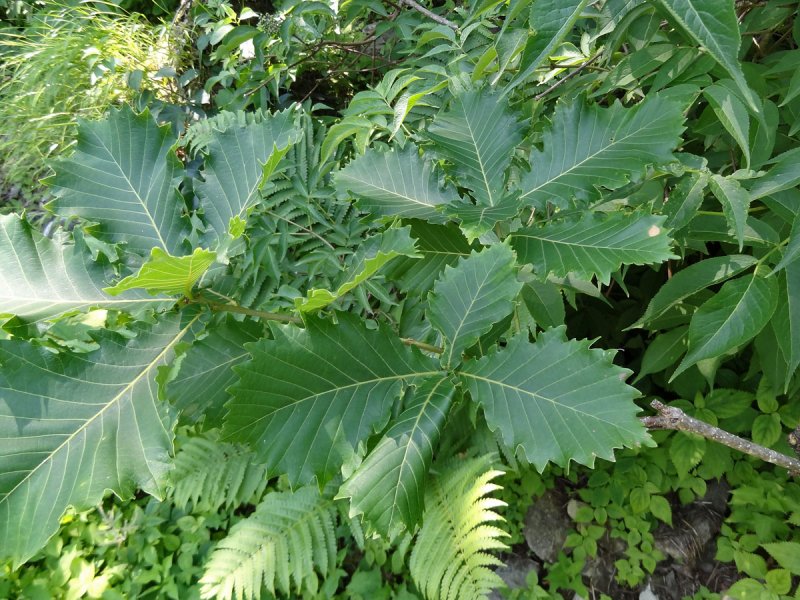 Quercus Iberica