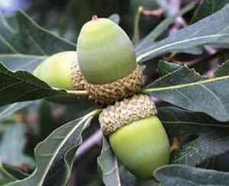 Quercus mongolica