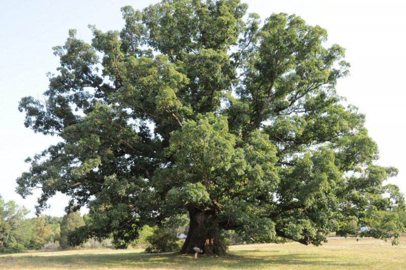 Дуб зубчатый Quercus dentata