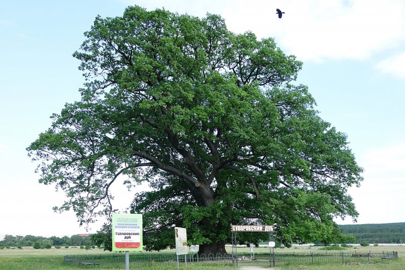 Дуб Quercus rubra