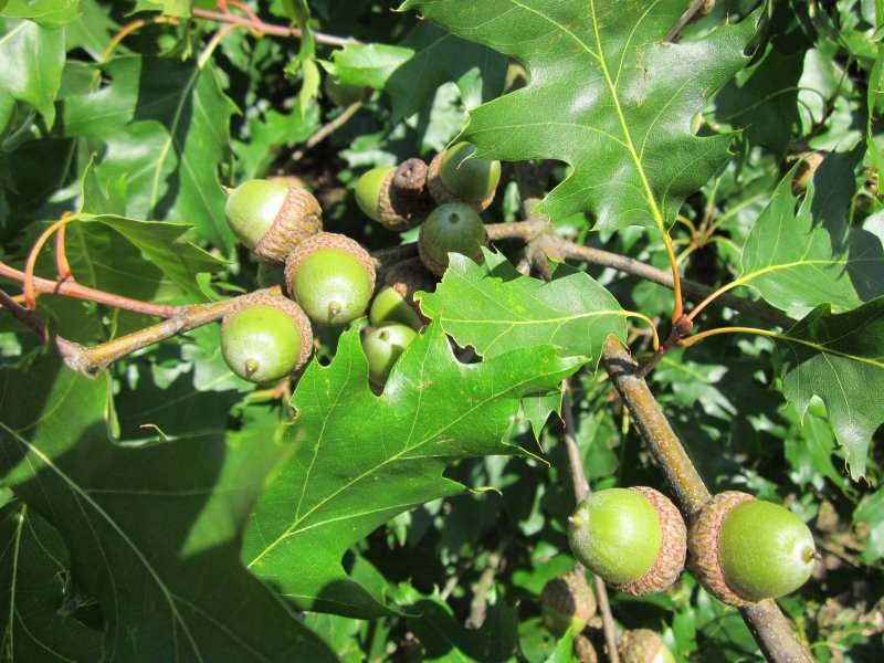 Дуб зубчатый (Quercus mongolicus)