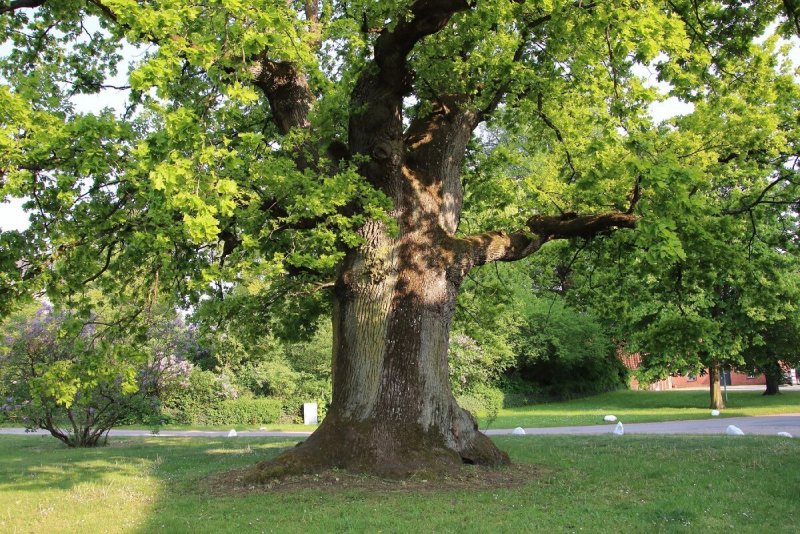 Дуб зубчатый (Quercus mongolicus)