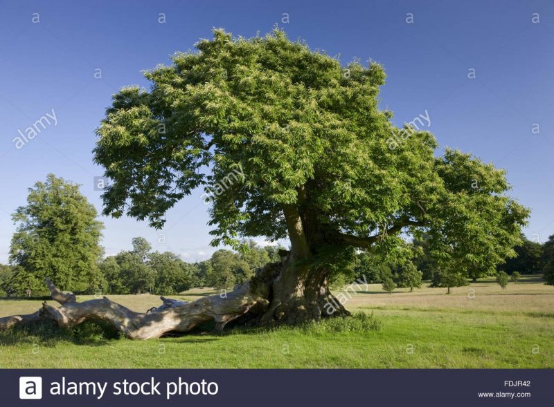 Quercus acutissima Sawtooth Oak