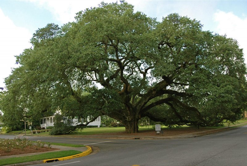 Дуб черешчатый (Quercus Robur l.)