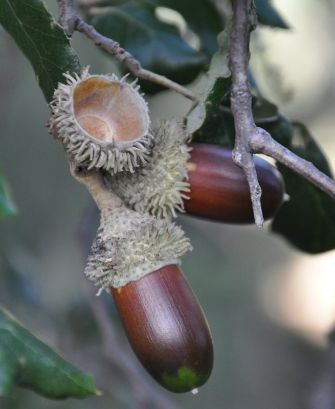 Дуб каштанолистный (Quercus castaneifolia) с3
