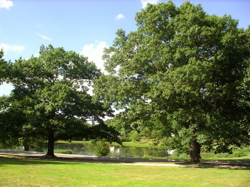 Дуба каштанолистного ( Quercus castaneifolia )