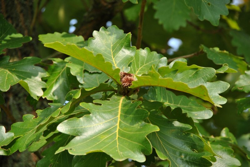 Quercus infectoria