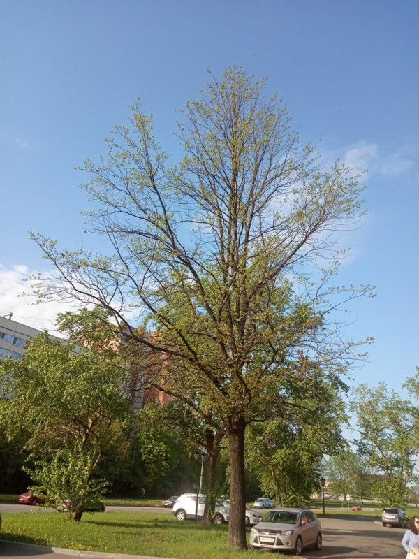 Дуб зубчатый Quercus dentata