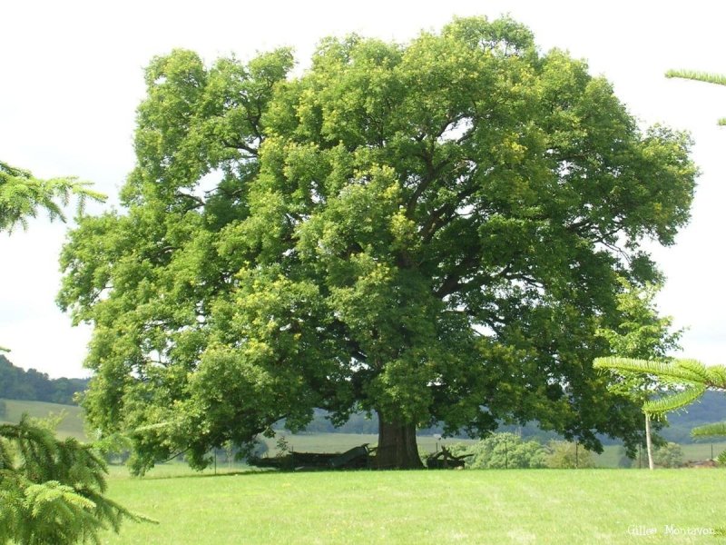 Quercus Alba – белый дуб