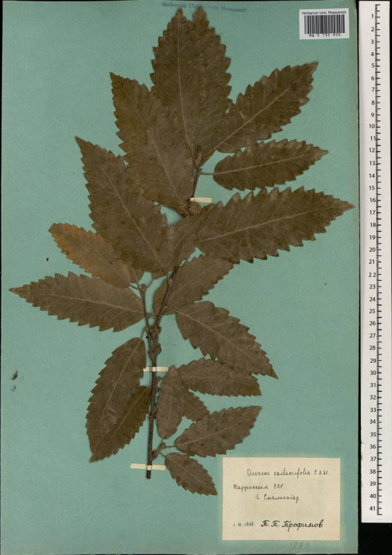 Дуб зубчатый (Quercus mongolicus)