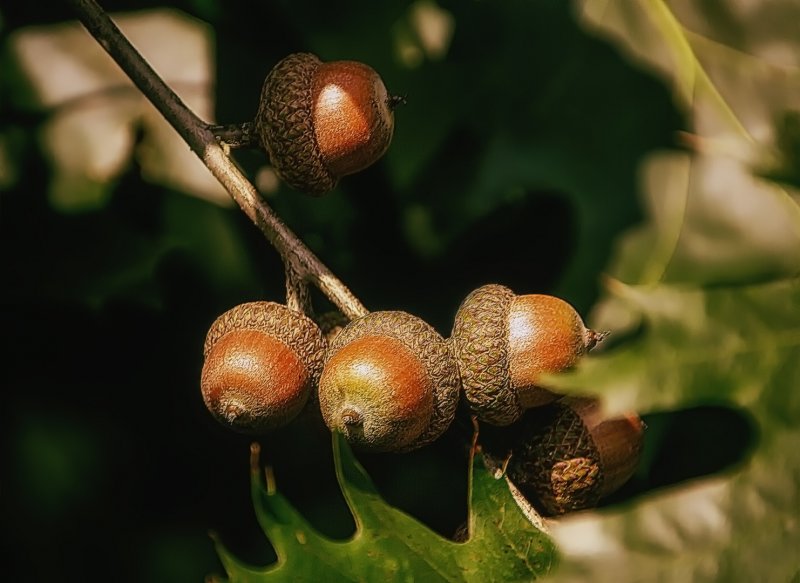 Дуб двуцветный ( Quercus bicolor )