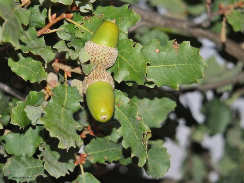 Дуб зубчатый (Quercus mongolicus)