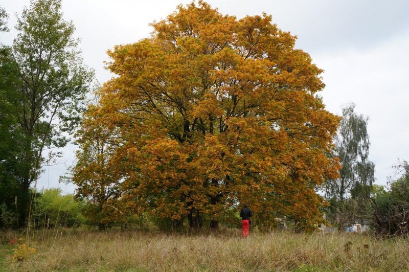 Quercus macranthera
