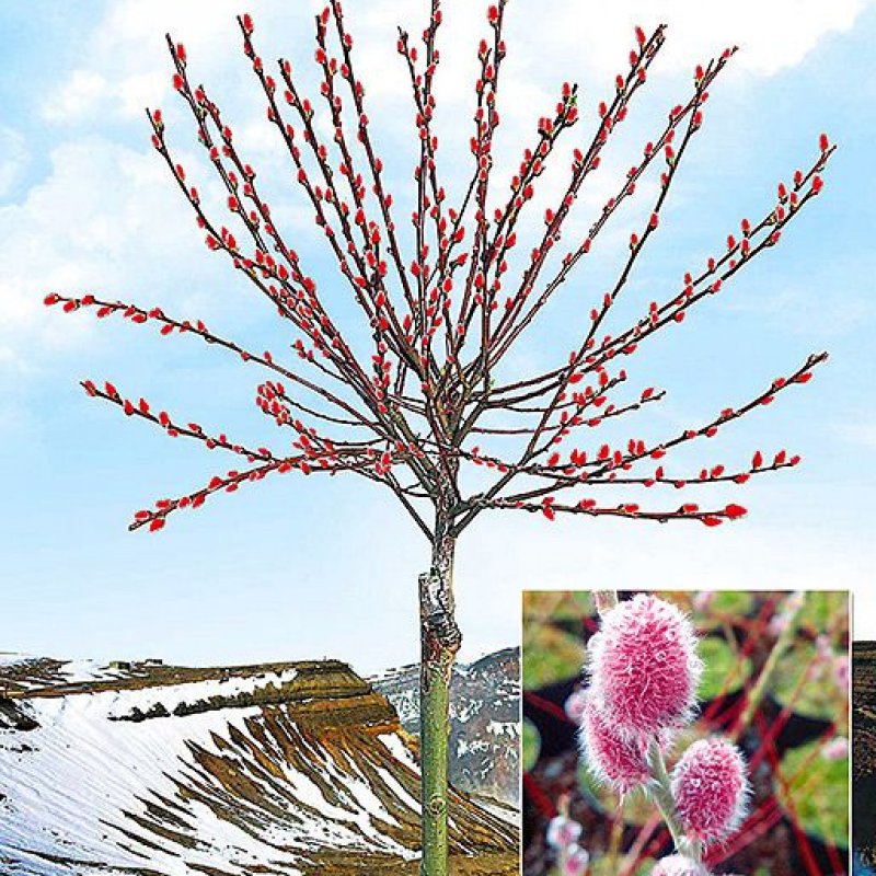 Ива тонкостолбиковая Salix gracilistyla
