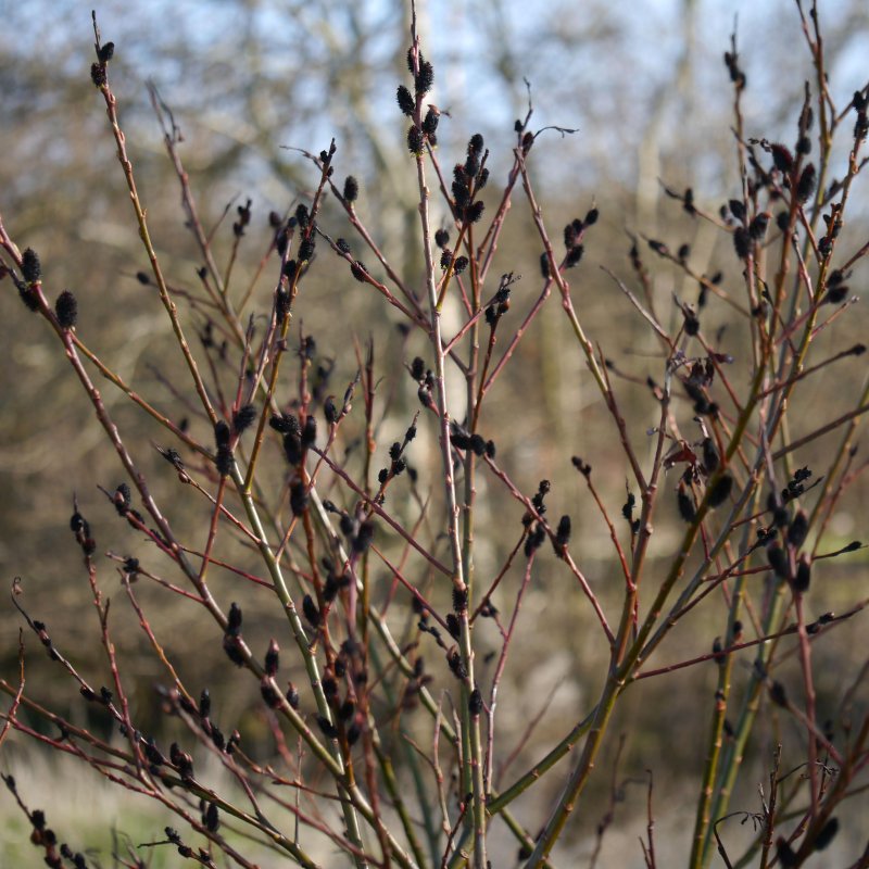 Ива Salix gracilistyla melanostachys