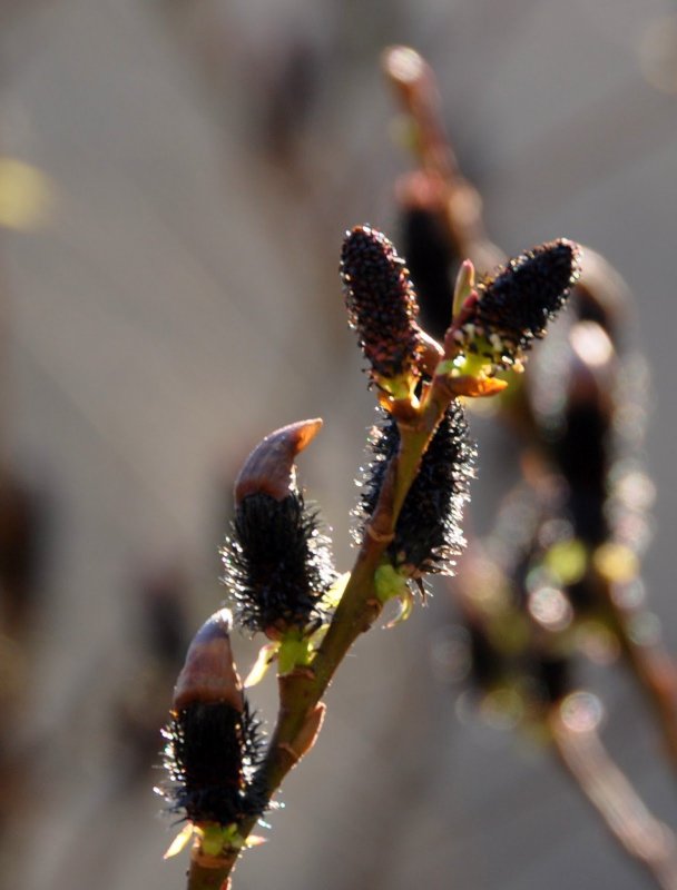 Ива Salix gracilistyla melanostachys